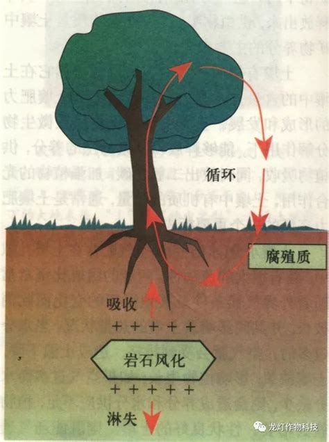 土壤酸化原因千千万，土壤调酸龙灯有一套有机质