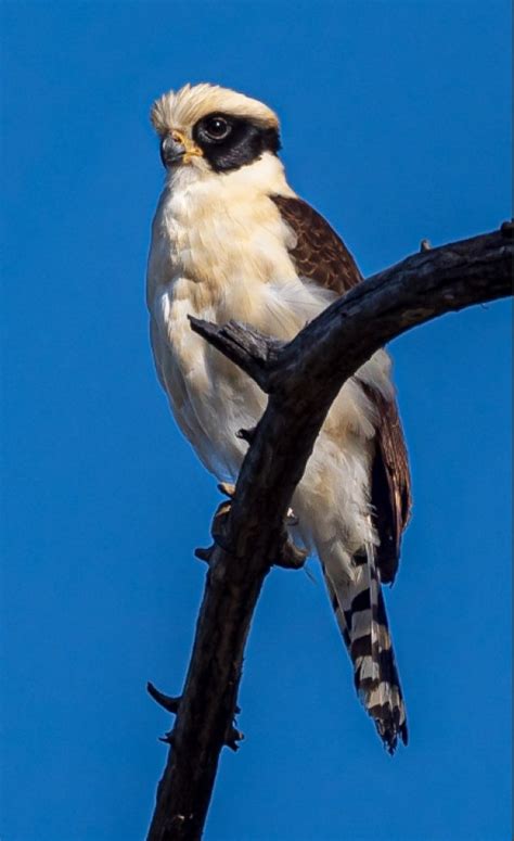 Laughing Falcon | Mexican Birds.org