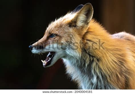 Fox Tongue Stock Photos - 3,565 Images | Shutterstock