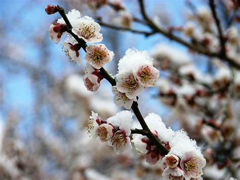 Plum Blossom After Snow1024x76815947 Issoan Tea