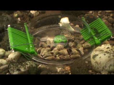 Aquarium Snail Trap YouTube