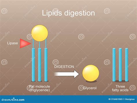 Lipid Metabolism from Triglyceride To Three Fatty Acids, and Glycerol ...