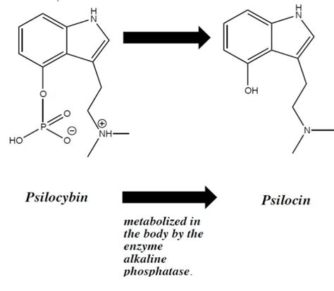 Psilocin Guide Effects Benefits Risks And Legality