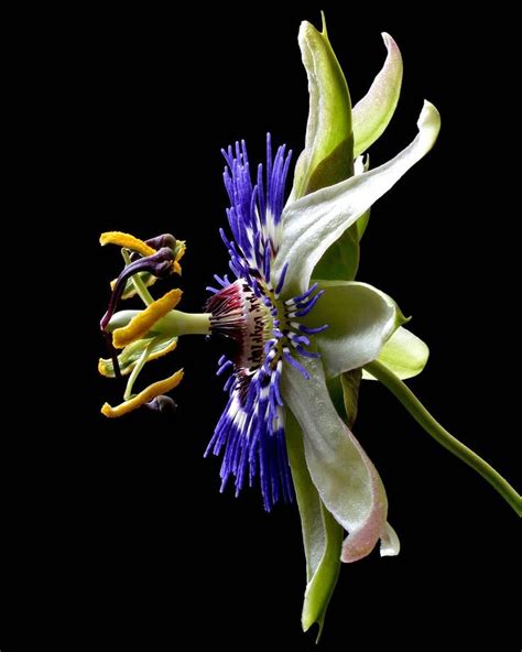 THE RANDOM IMAGENadia Culph On Instagram Blue Crown Passion Flower