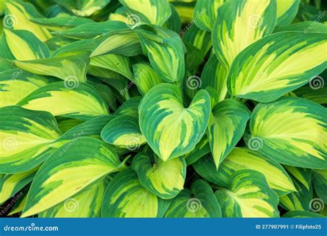 Hosta Moonstruck Royalty Free Stock Image 277907980