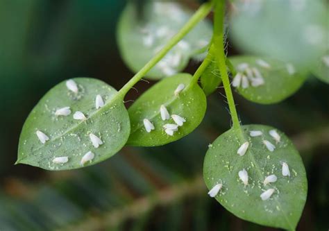 Cómo acabar con la mosca blanca Las recomendaciones del agrónomo José