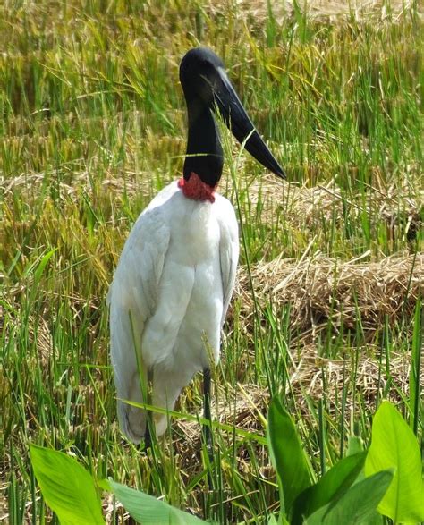 Fifteen Beautiful Birds from Belize