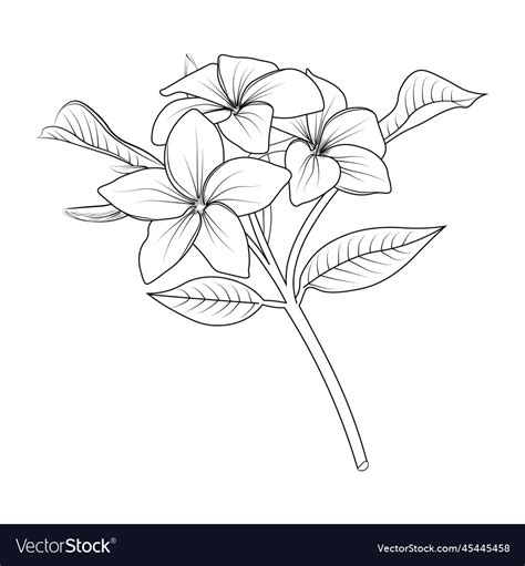 Vintage Frangipani Flower Royalty Free Vector Image