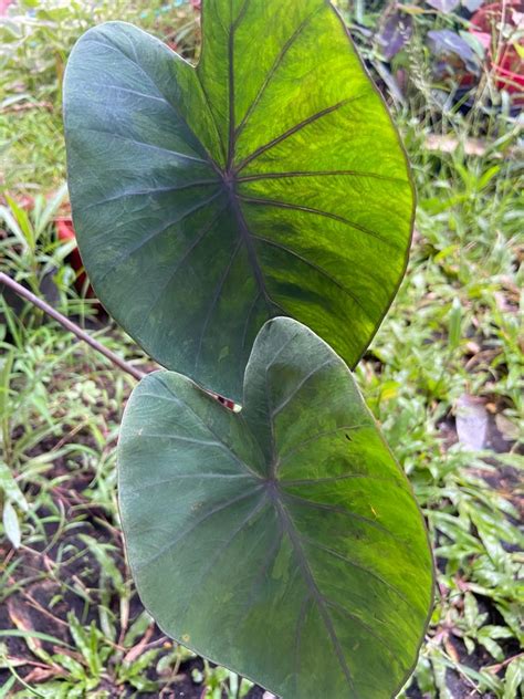 Colocasia Tiger Stripe Lazada