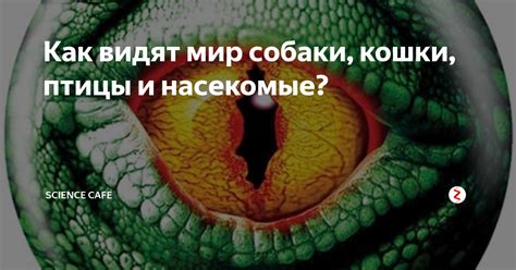 Как видят мир собаки, кошки, птицы и насекомые? | Science Cafe | Дзен