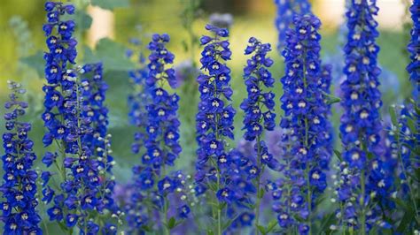 Blau Bl Hende Stauden F R Den Garten