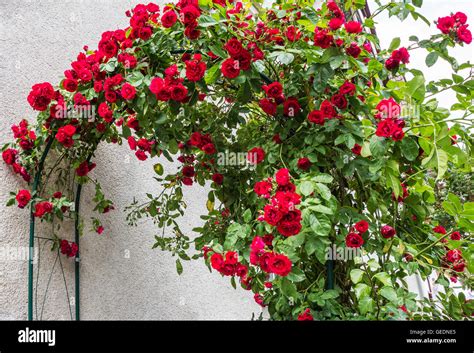 Climbing roses hi-res stock photography and images - Alamy