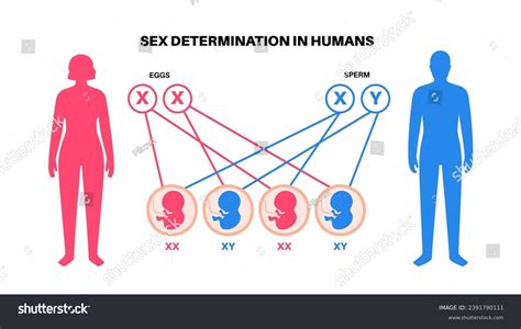 Sex Determination Humans Development Sexual Characteristics Stock Vector Royalty Free