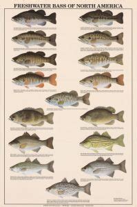 La Pesca Del Black Bass En Espa A