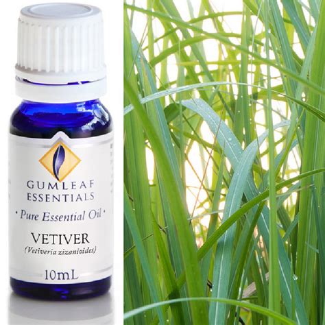 Vetiver Essential Oil - Trading Tree