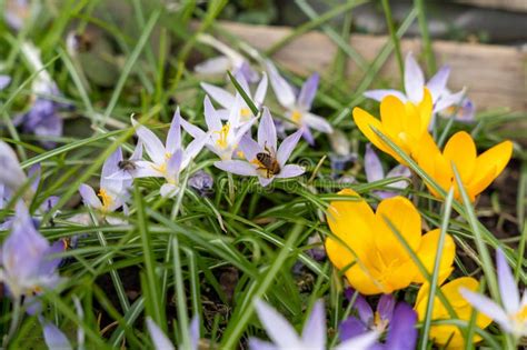 Honey Bee On Crocus Flower In Garden Stock Image Image Of Growth