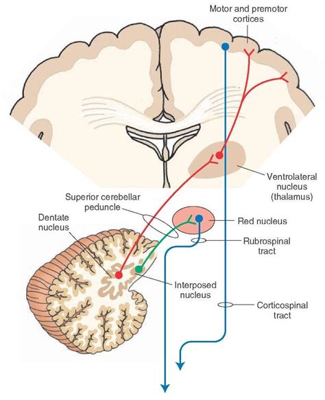 Diagram Depicts The Outflow Pathways From The Cerebellar Cortex To The Cerebral Cortex And Red