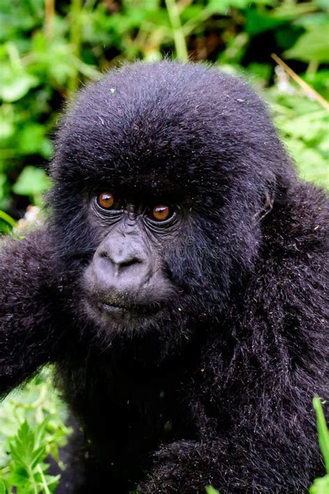 Face Of A Baby Mountain Gorilla Stock Photo Image Of Mammals Primate