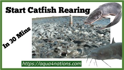 How To Start Catfish Rearing In Minutes Beginner Guide Aqua Nations