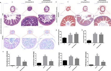 Inflammatory Pathological Injury And Collagen Deposition In Intestinal