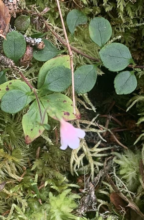 Twinflower From Seal Island Barrington Ns Ca On September