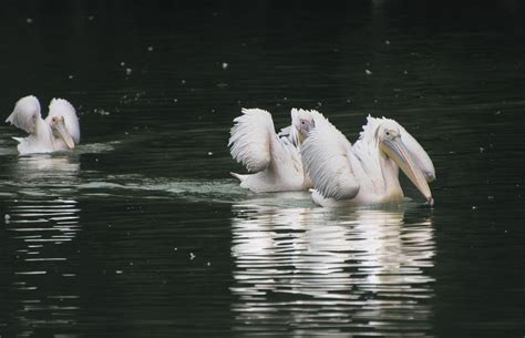 Burung Pelikan Burung Burung Danau Foto Gratis Di Pixabay Pixabay