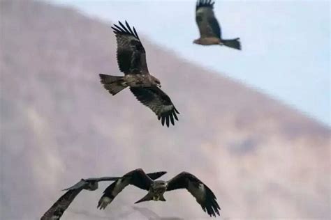 IDF uses birds of prey to locate remains of massacre victims - JNS.org