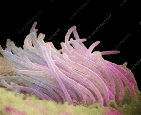 Cilia In Trachea Stock Image P5800113 Science Photo Library