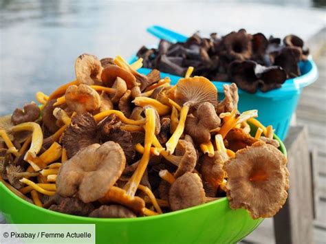 Ros S Des Pr S C Pes Girolles Comment Congeler Les Champignons