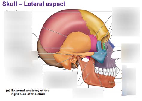 Osteology Of The Skull Diagram Quizlet