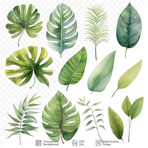 Premium PSD | A collection of different plants including leaves and plants.