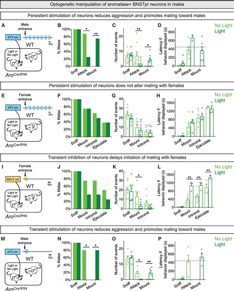 Figure 3 From Limbic Neurons Shape Sex Recognition And Social Behavior In Sexually Naive Males