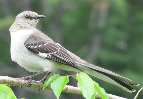 Most Common Birds In Arkansas Hummingbirds Plus