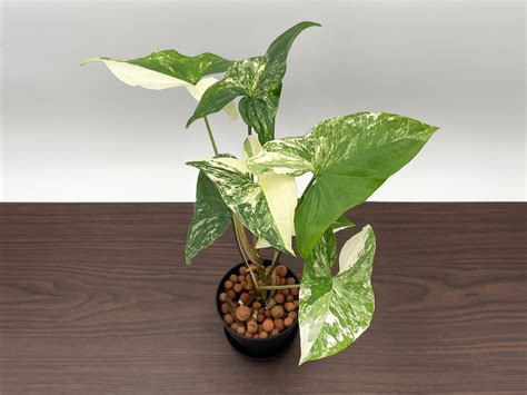 Syngonium Albo Variegata Variegated Syngonium Syngonium Emerald Gem