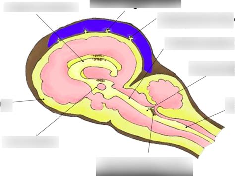 brain csf Diagram | Quizlet