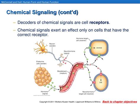 PPT Chapter 4 Communication Chemical And Electrical Signaling