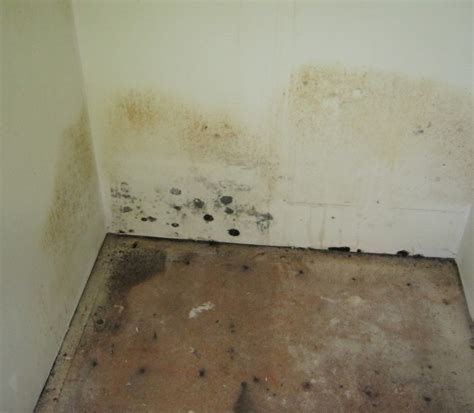 100+ Pictures of Mold in the Home