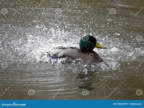 Primer Plano De Un Pato Nadando En Un Estanque Imagen De Archivo