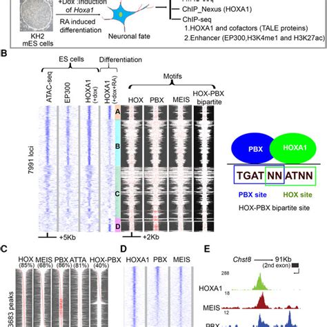 Genome Wide Identification And Analysis Of Hoxa Bound Regions Reveal