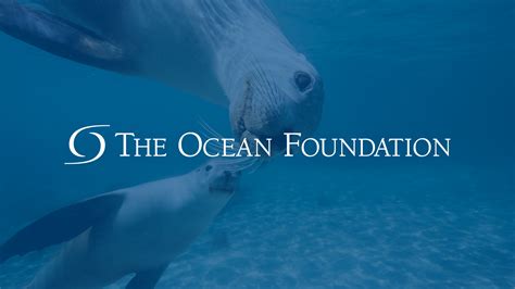 The Ocean Foundation Serving Global Ocean Environments