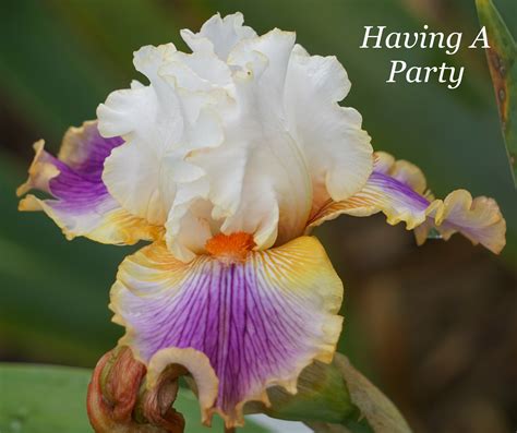 Blooms On The Farm Having A Party