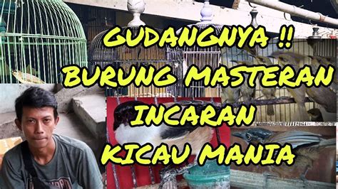 GUDANGNYA Burung Masteran Incaran Kicau Mania Harga Terjangkau Dan