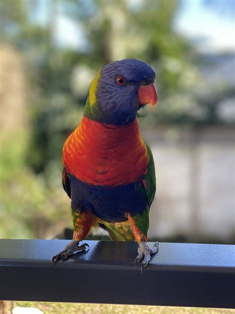 Fugl Regnbue Lorikeet Gratis foto på Pixabay