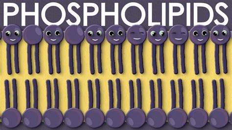 Phospholipids Types Structure And Function YouTube