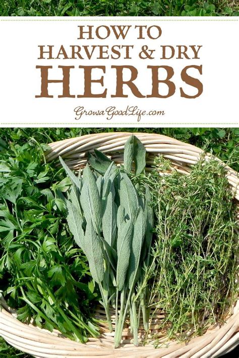 How To Harvest And Dry Herbs For Storage Recipe Harvesting Herbs