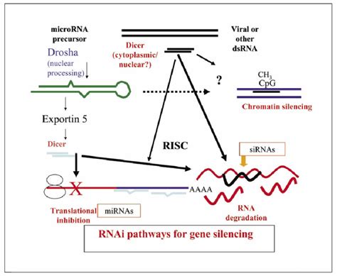 Cellular Pathways Of Gene Silencing By Rna Interference Download Scientific Diagram