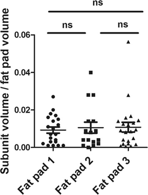 3d Analysis Of The Whole Subcutaneous Adipose Tissue Reveals A Complex