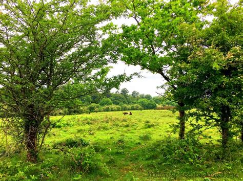 Dartmoor ponies adorable free roaming ponies in dartmoor national park ...