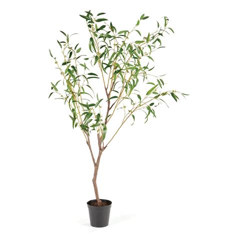 Napa Home And Garden Conservatory Weeping Eucalyptus Tree In Pot Wayfair