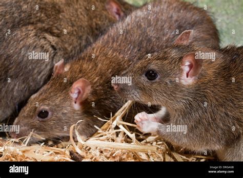 Brown Rats Hi Res Stock Photography And Images Alamy